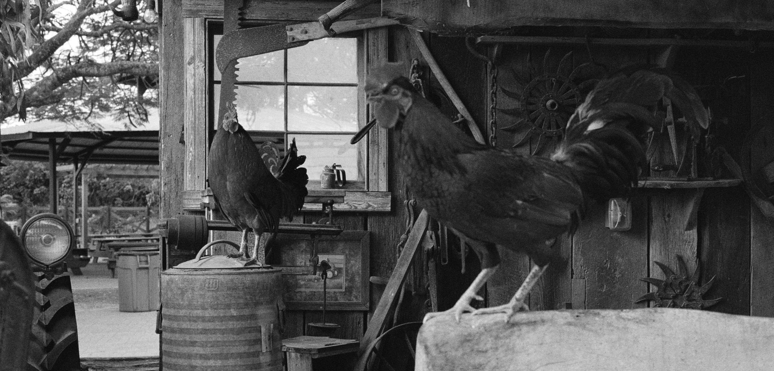 Two roosters on a farm with a barn and tractor in the background