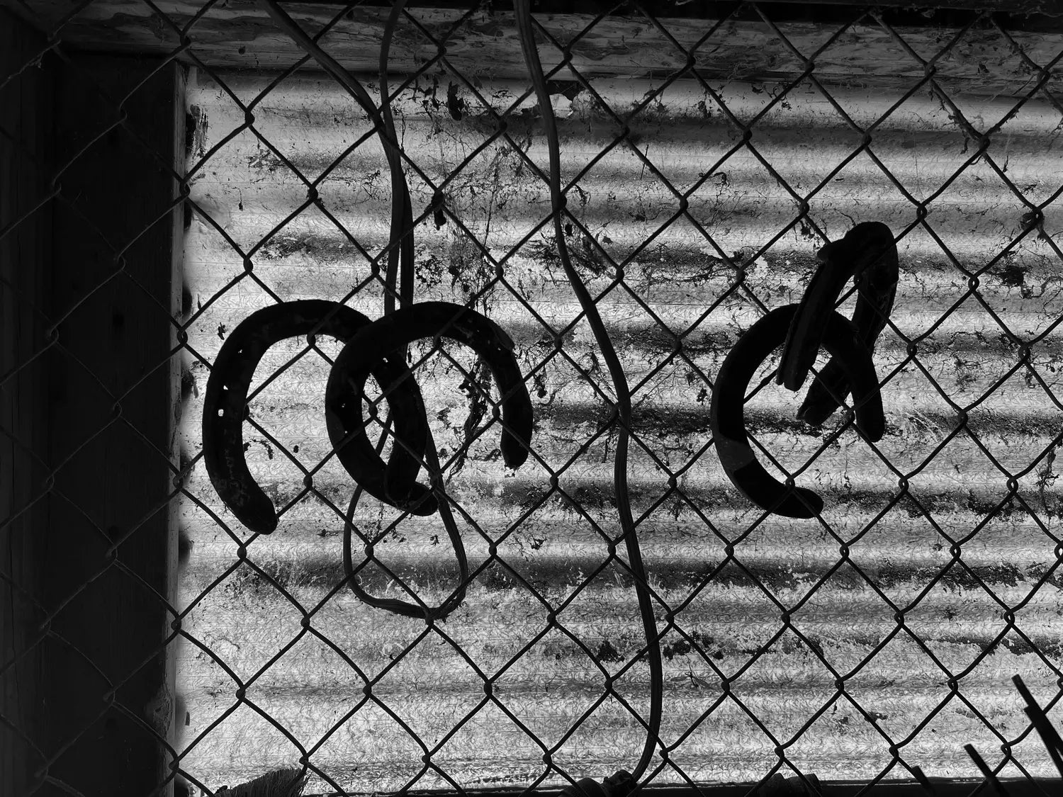 Black horseshoe on a chain-link fence with a corrugated metal background.