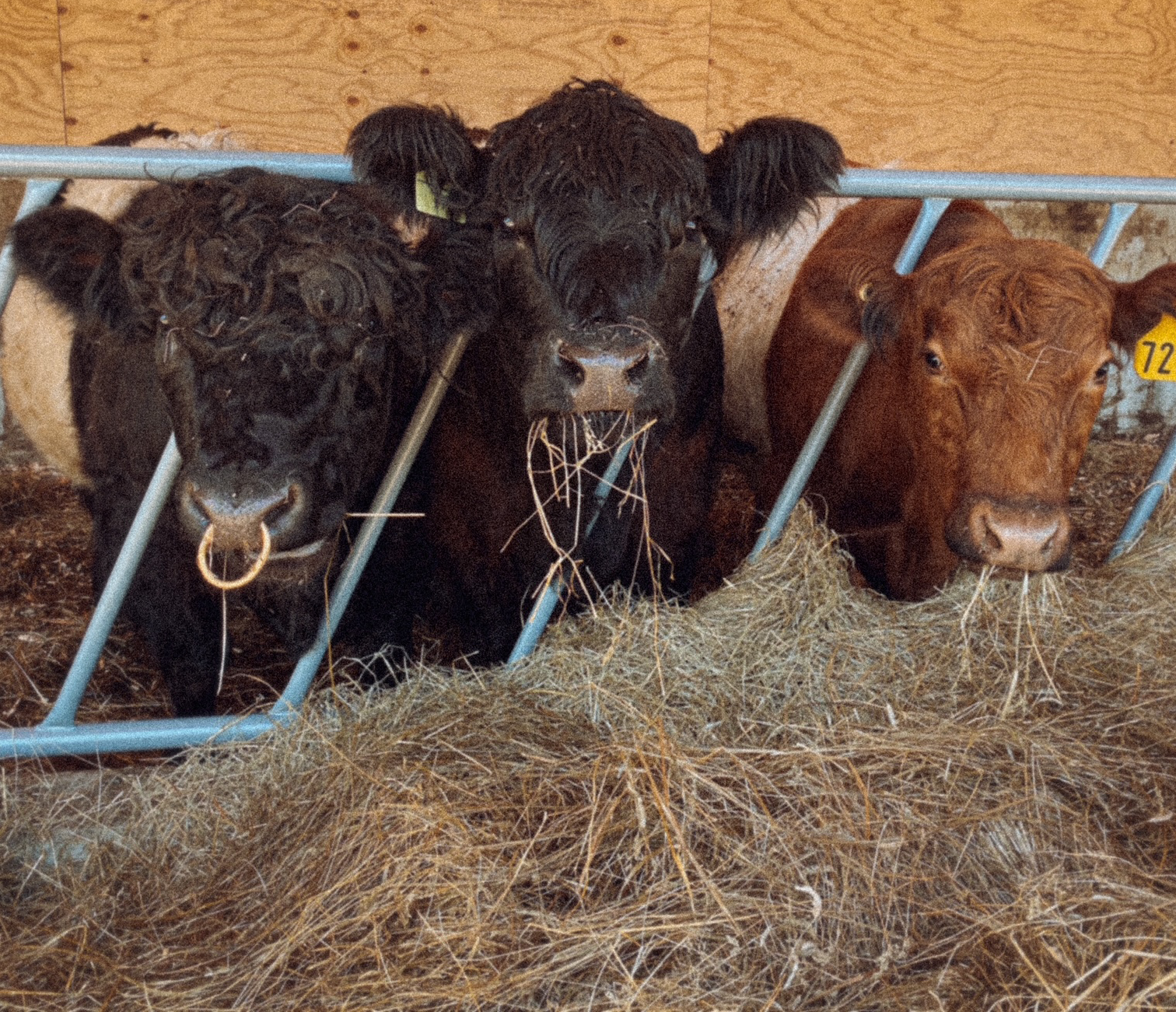 Three cows in a pen with hay, looking over a metal fence.