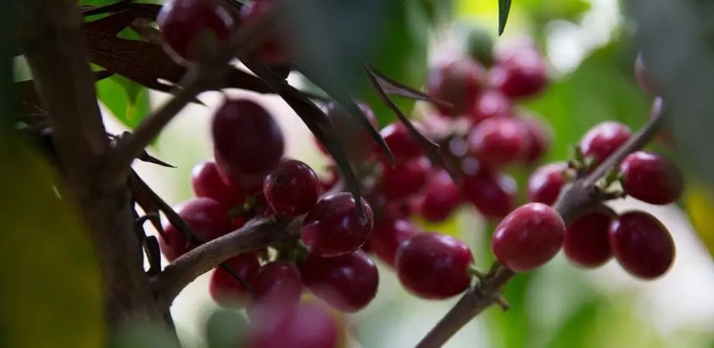 Colombia | Aromas Del Sur | Decaf - Paranoid Ranch