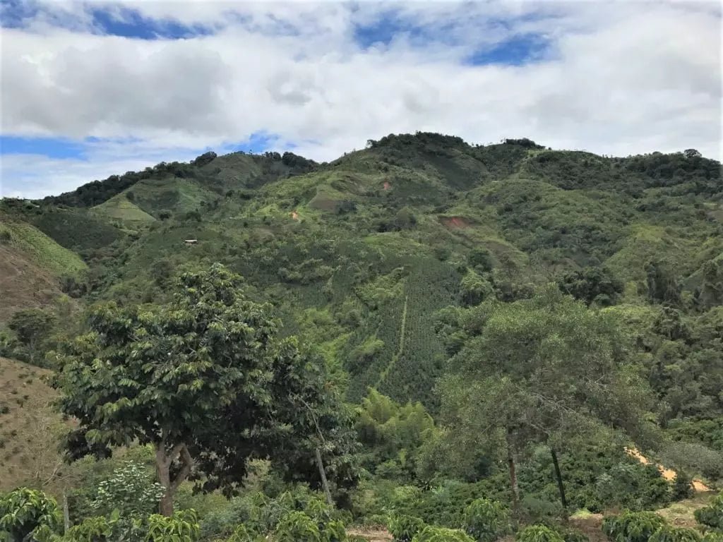 Colombia | Aromas Del Sur | Decaf - Paranoid Ranch