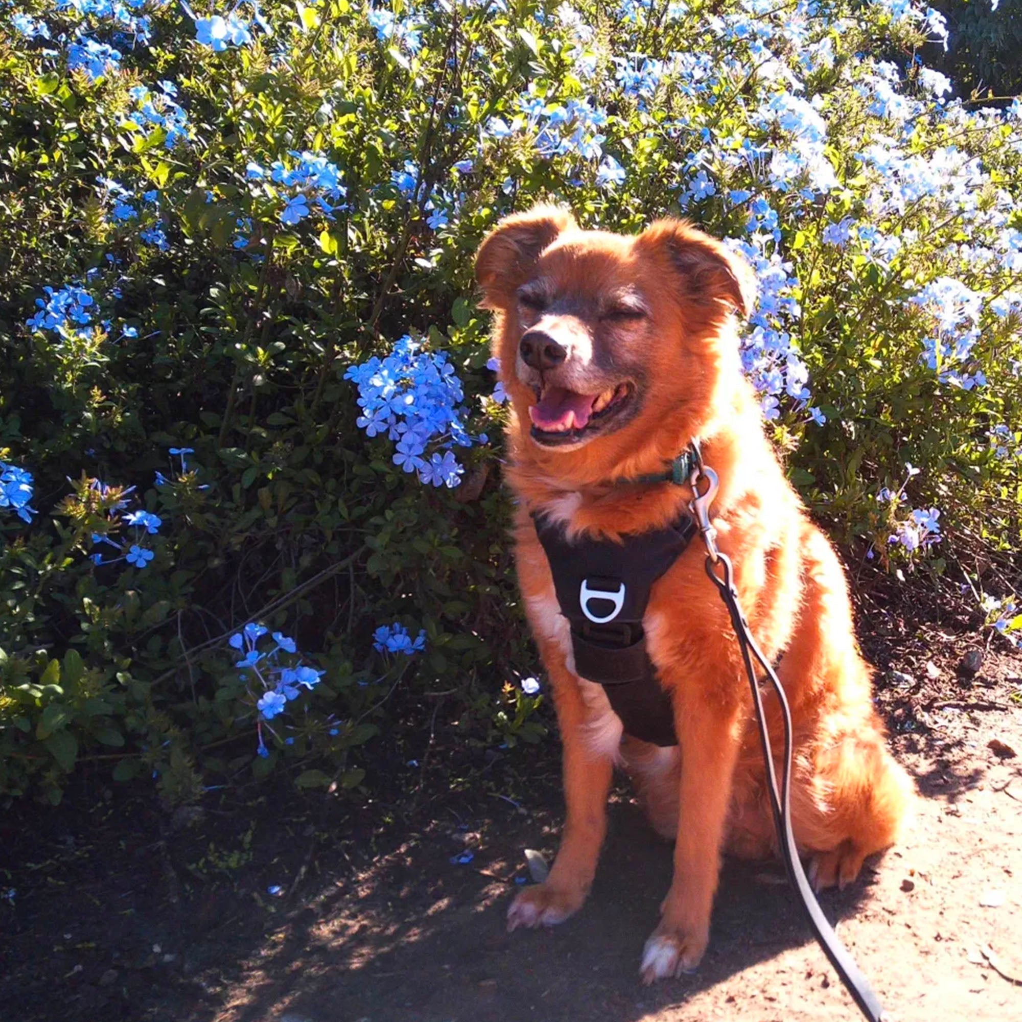 CS - PRO Camera - Paranoid Ranch