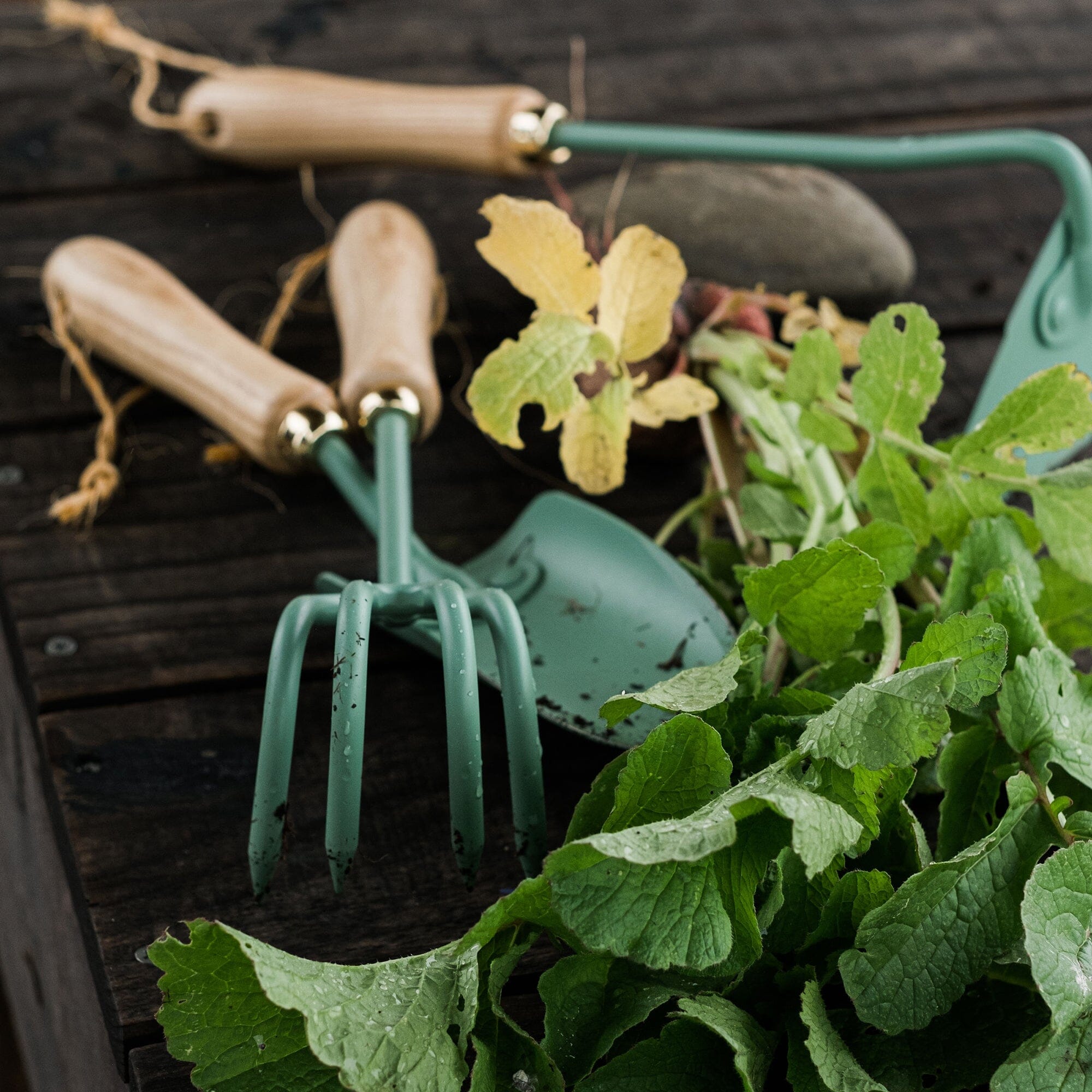 Cultivator - Paranoid Ranch