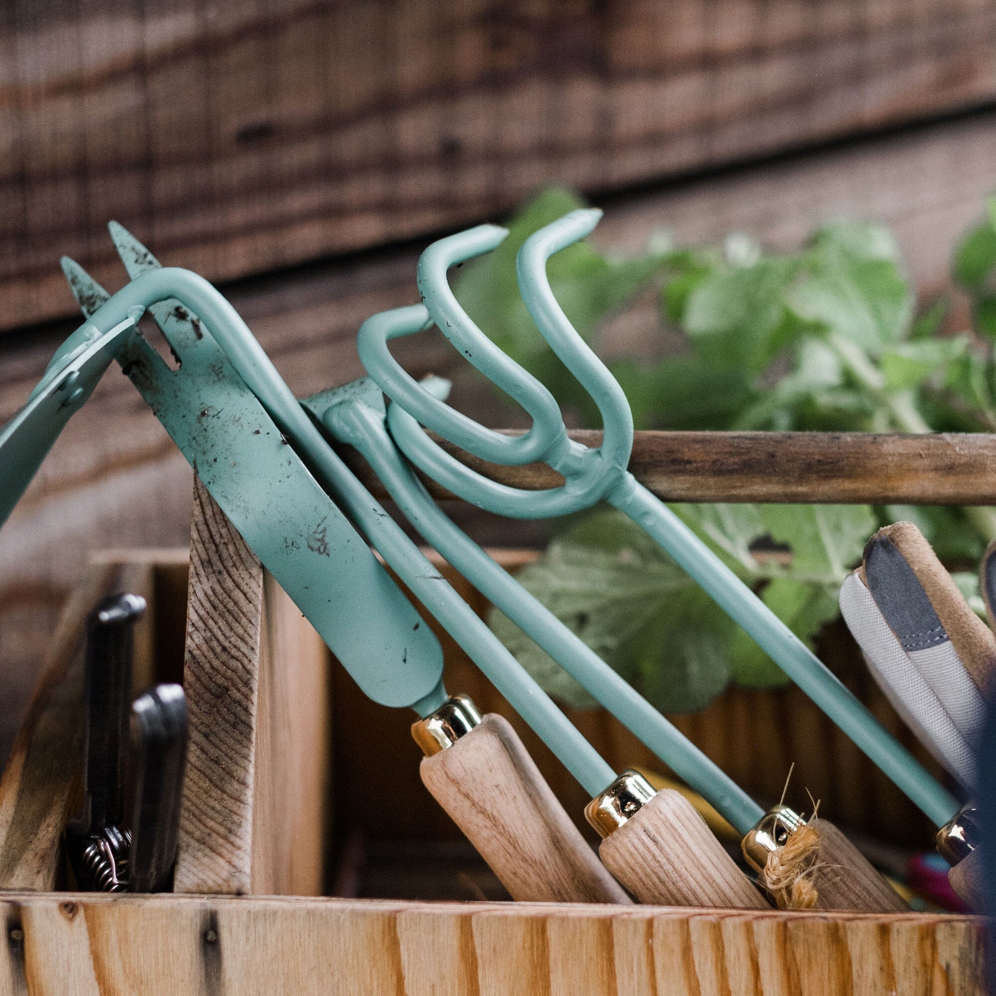 Cultivator - Paranoid Ranch