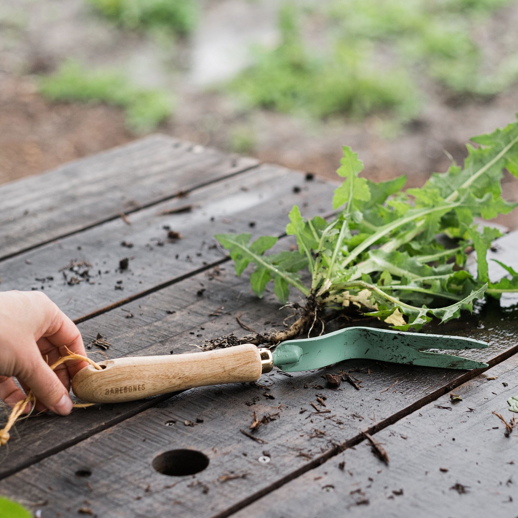 Dandelion Weeding Fork - Paranoid Ranch