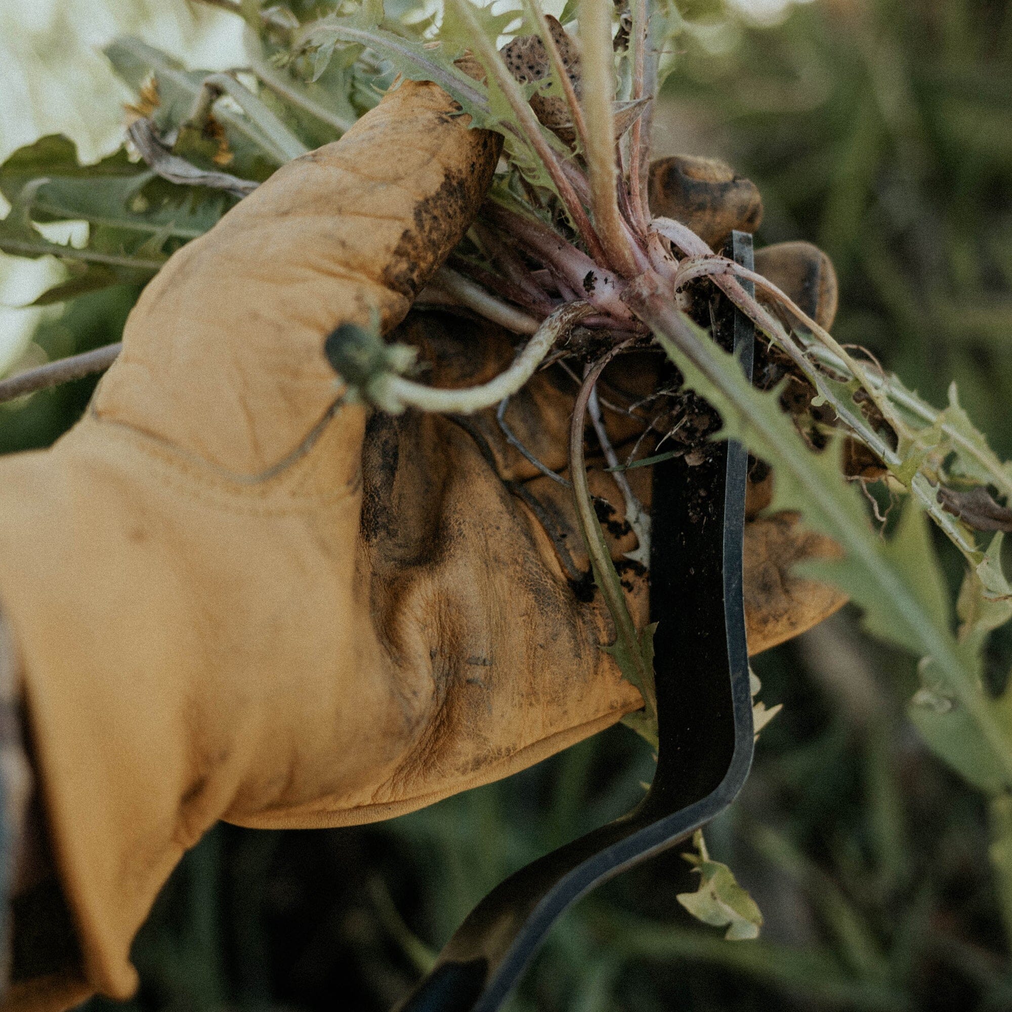Dandelion Weeding Fork - Paranoid Ranch