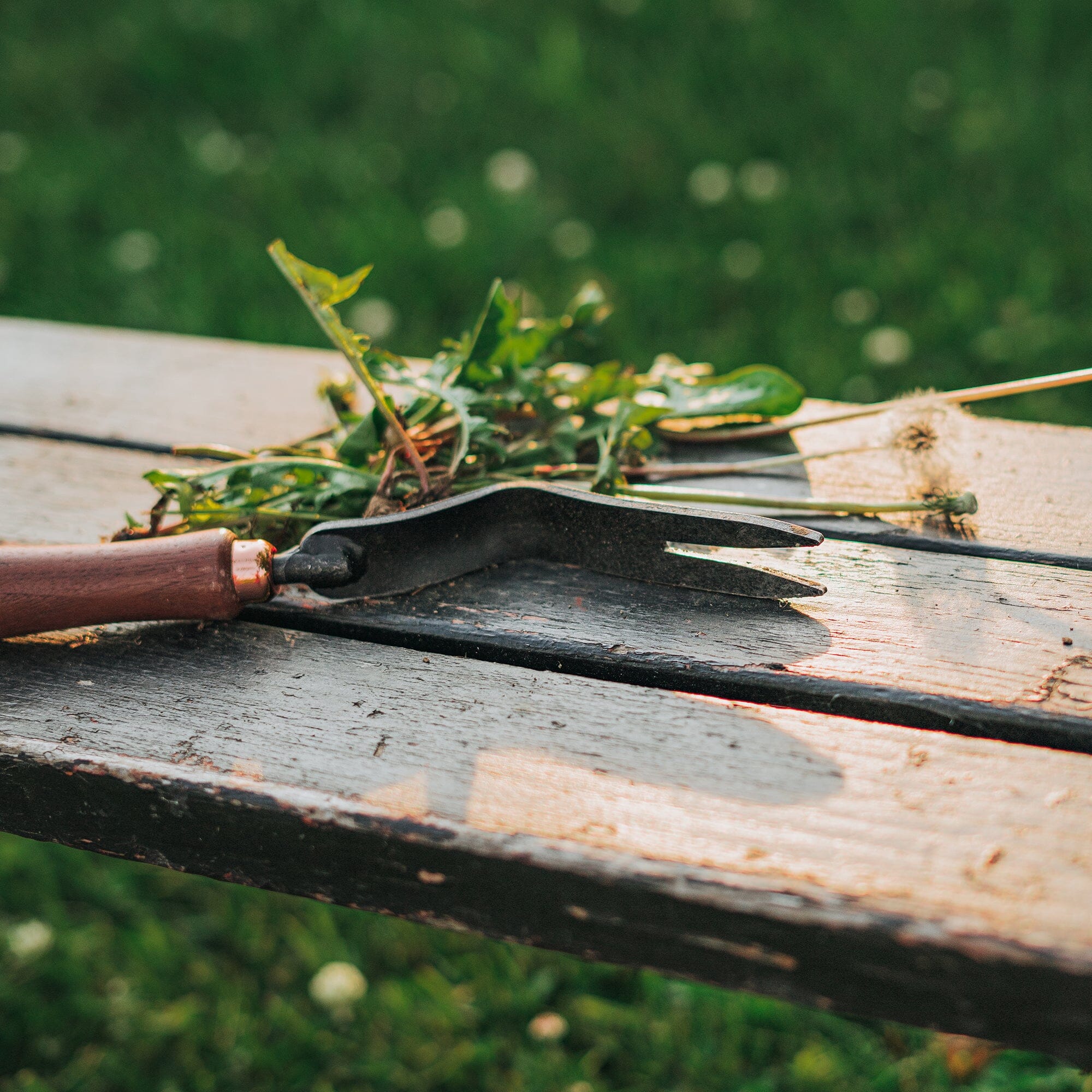 Dandelion Weeding Fork - Paranoid Ranch