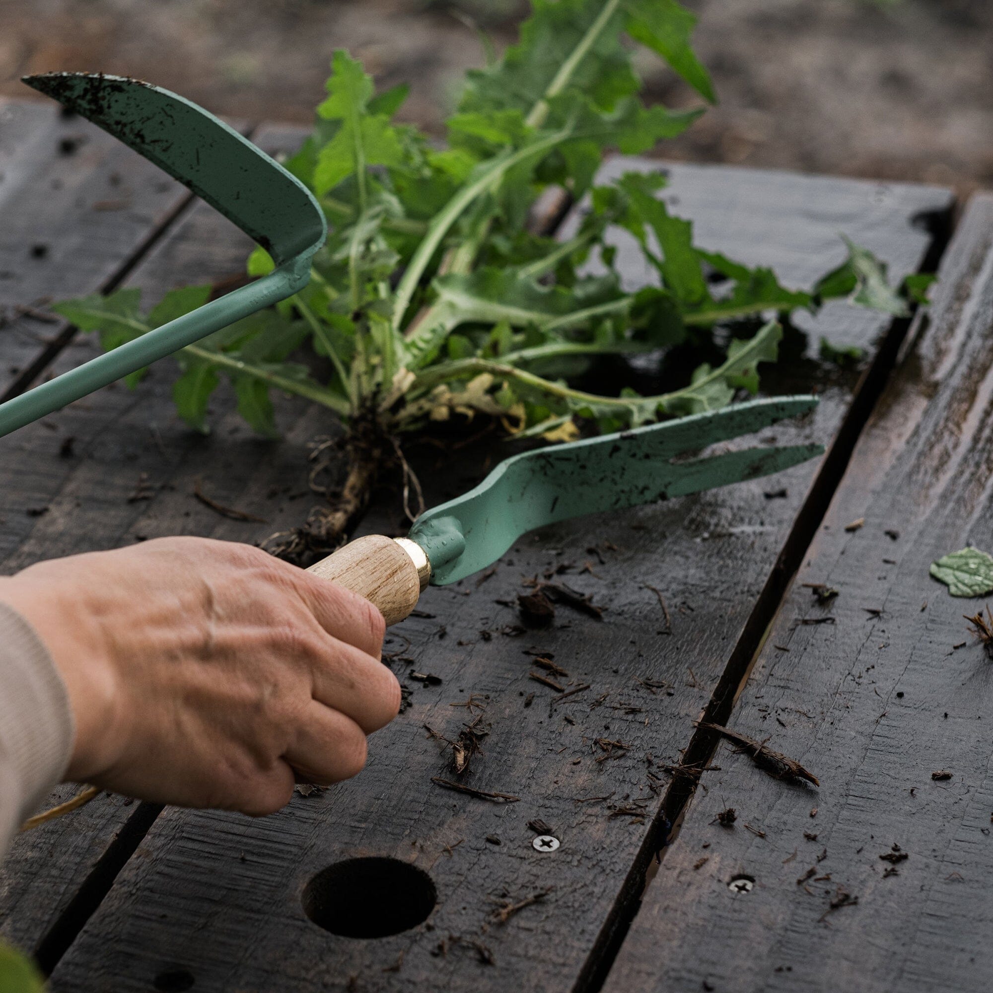 Dandelion Weeding Fork - Paranoid Ranch