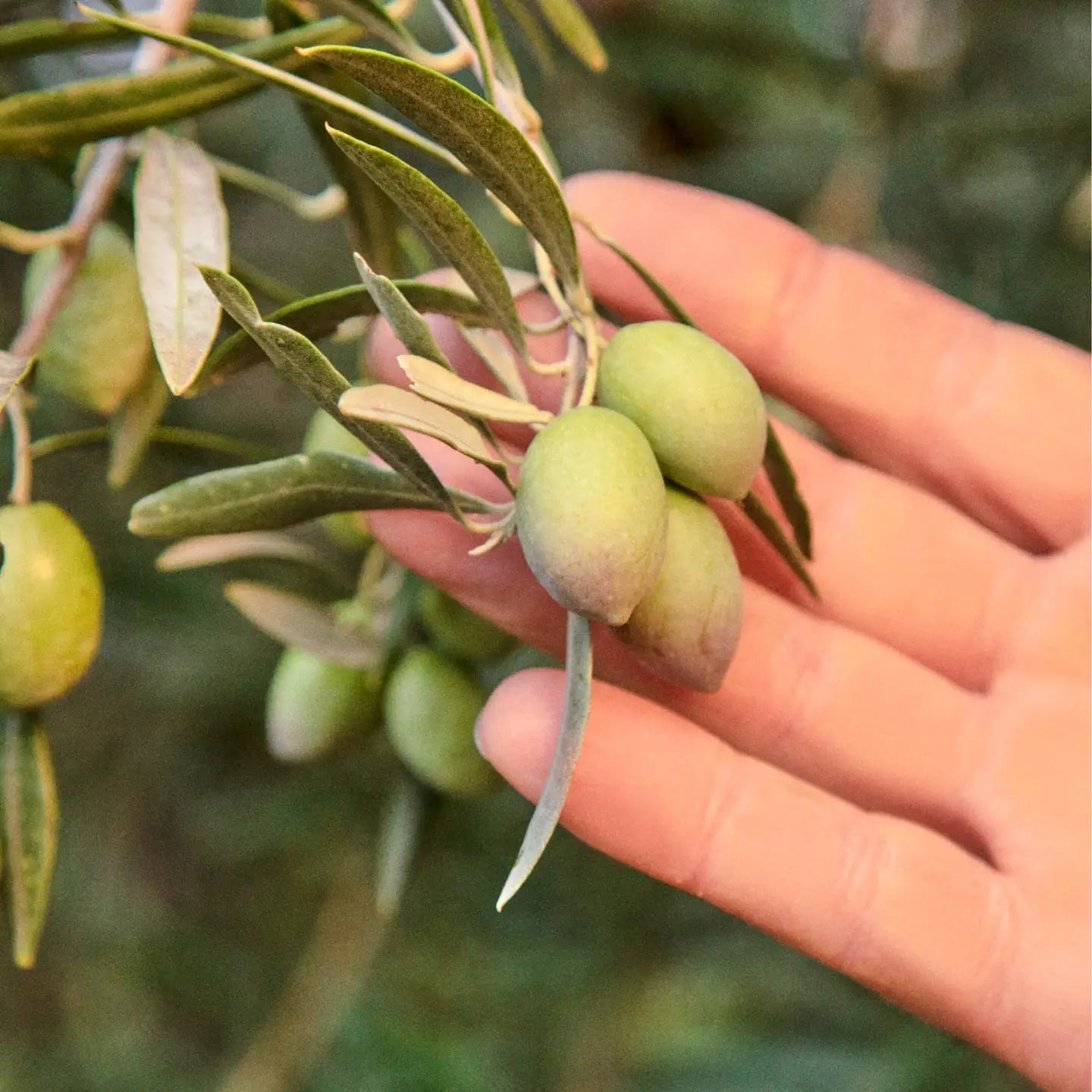 Graza Drizzle - Paranoid Ranch