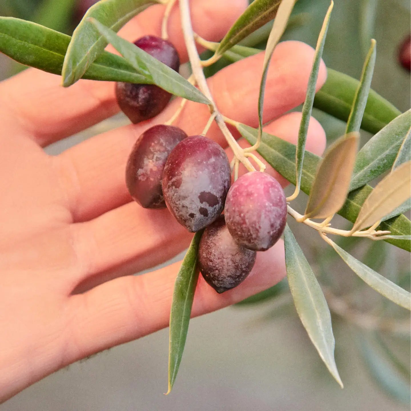 Graza Sizzle - Paranoid Ranch