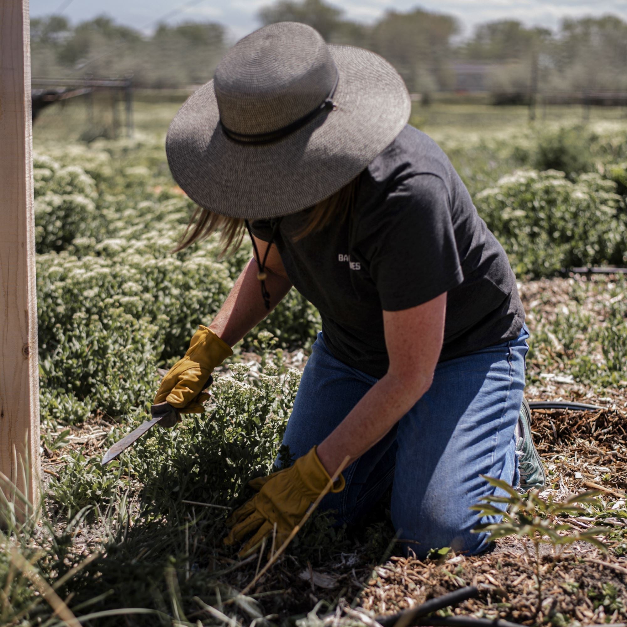 Hori Hori Ultimate - Paranoid Ranch
