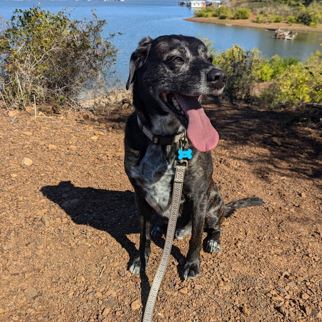Pendleton Adventure Leash - Paranoid Ranch