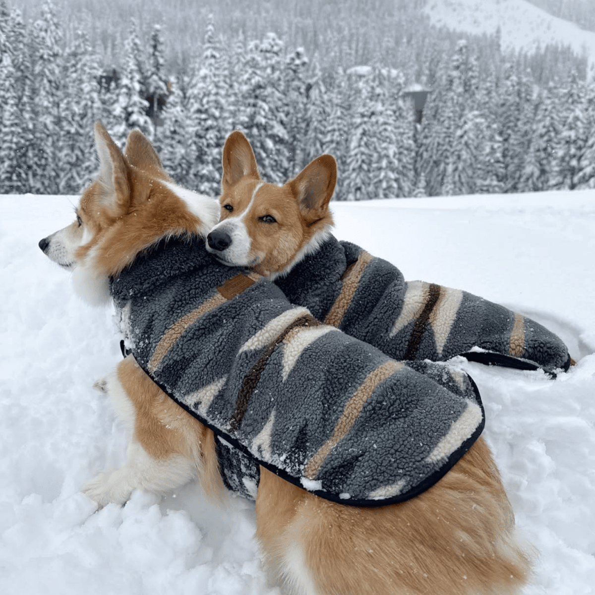 Pendleton Berber Dog Coat - Paranoid Ranch