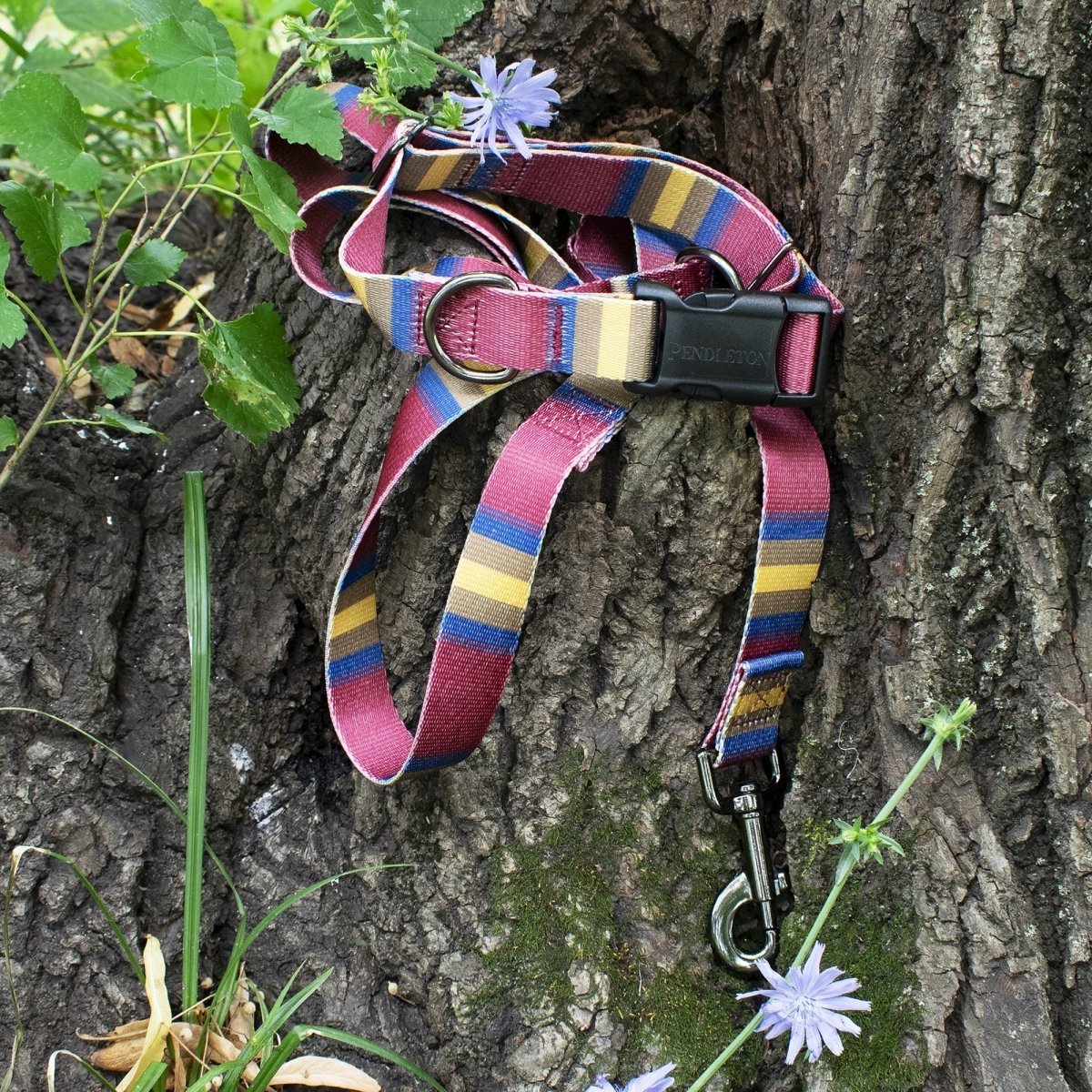 Pendleton National Park Adventure Dog Collar - Paranoid Ranch