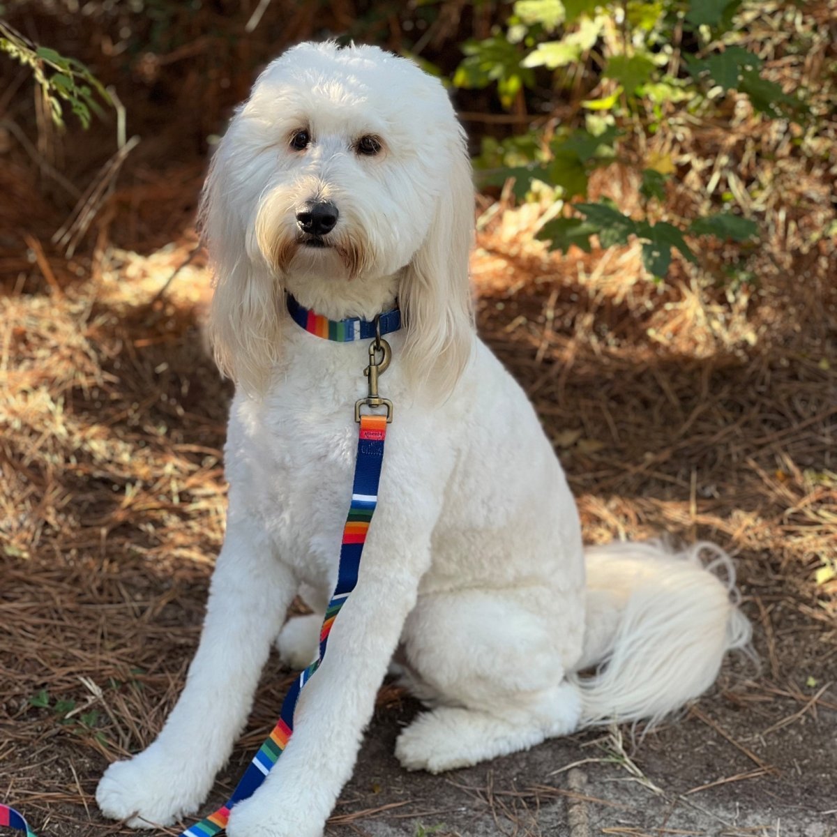 Pendleton National Park Adventure Dog Collar - Paranoid Ranch
