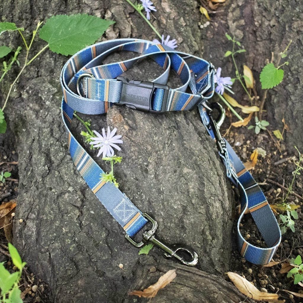 Pendleton National Park Adventure Dog Collar - Paranoid Ranch