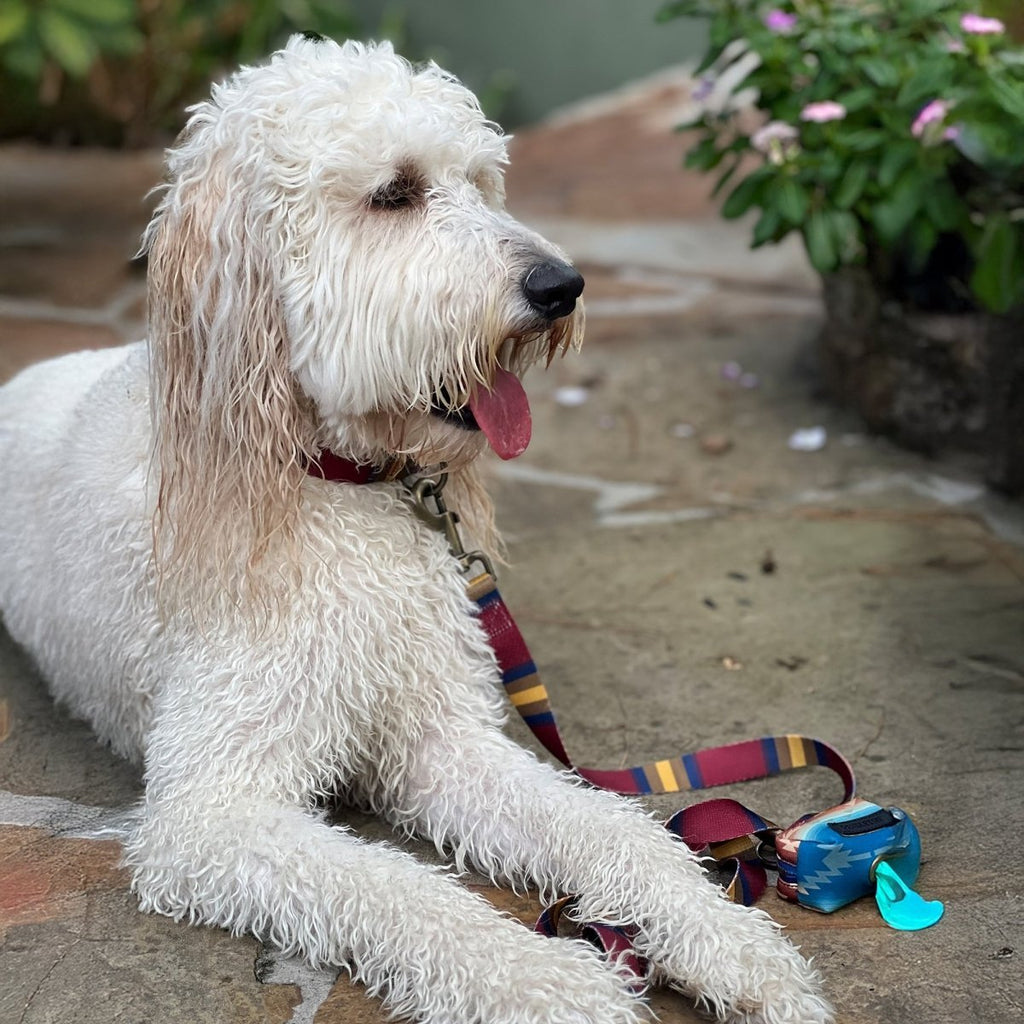 Pendleton National Park Adventure Leash - Paranoid Ranch