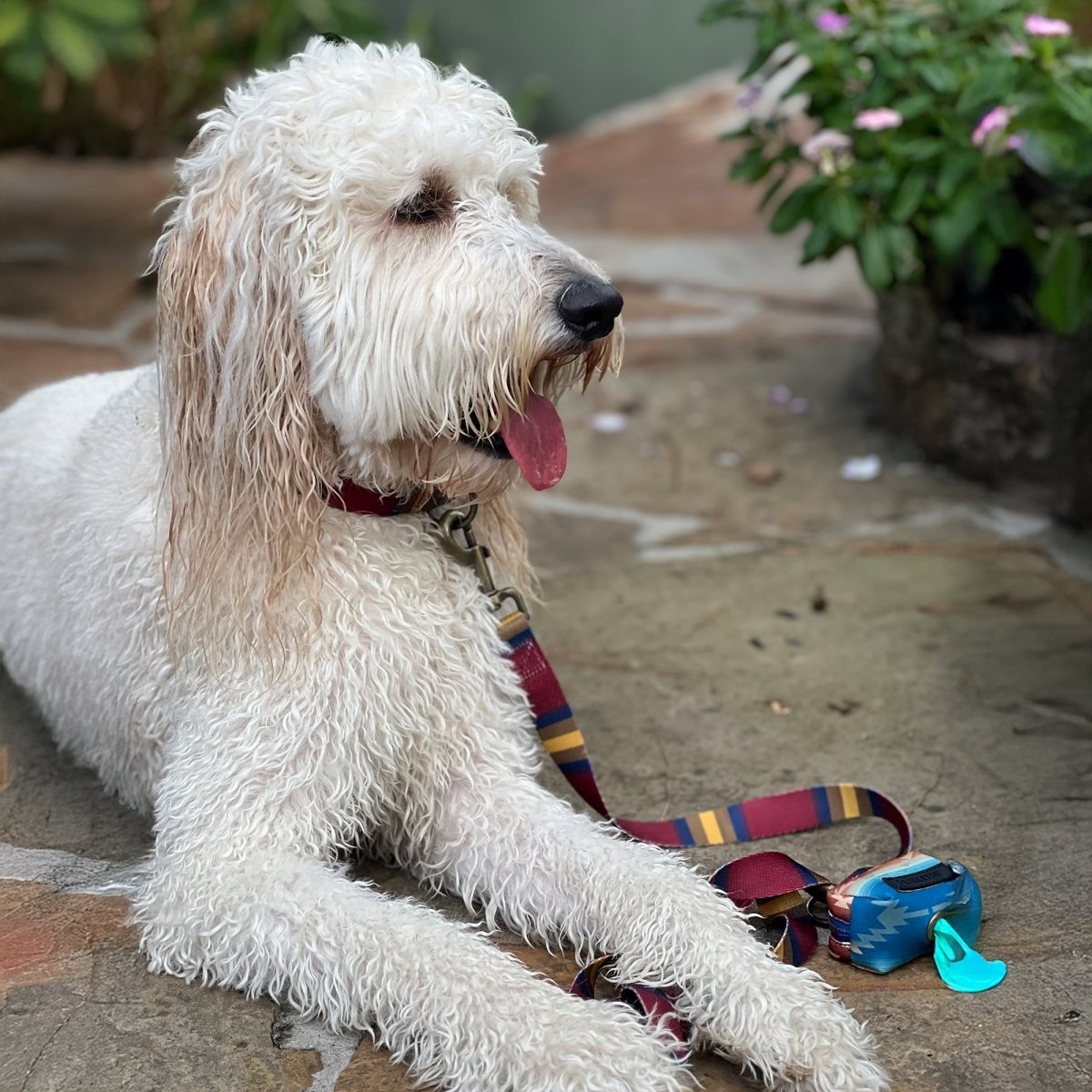 Pendleton National Park Adventure Leash - Paranoid Ranch