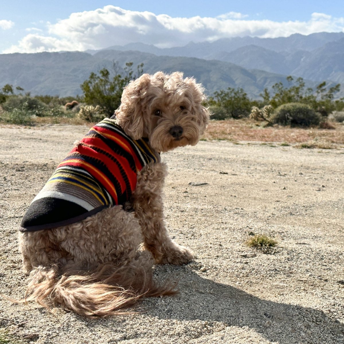 Pendleton National Park Dog Vest - Paranoid Ranch