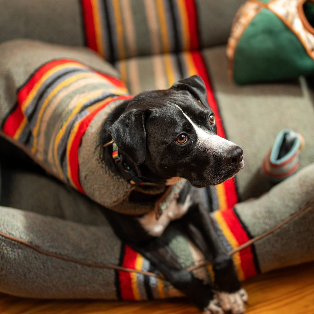 Pendleton Vintage Camp Dog Coat - Paranoid Ranch