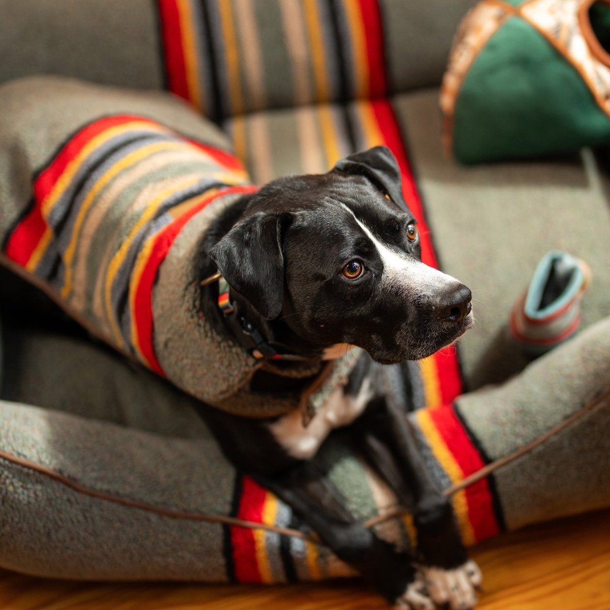 Pendleton Vintage Camp Dog Coat - Paranoid Ranch