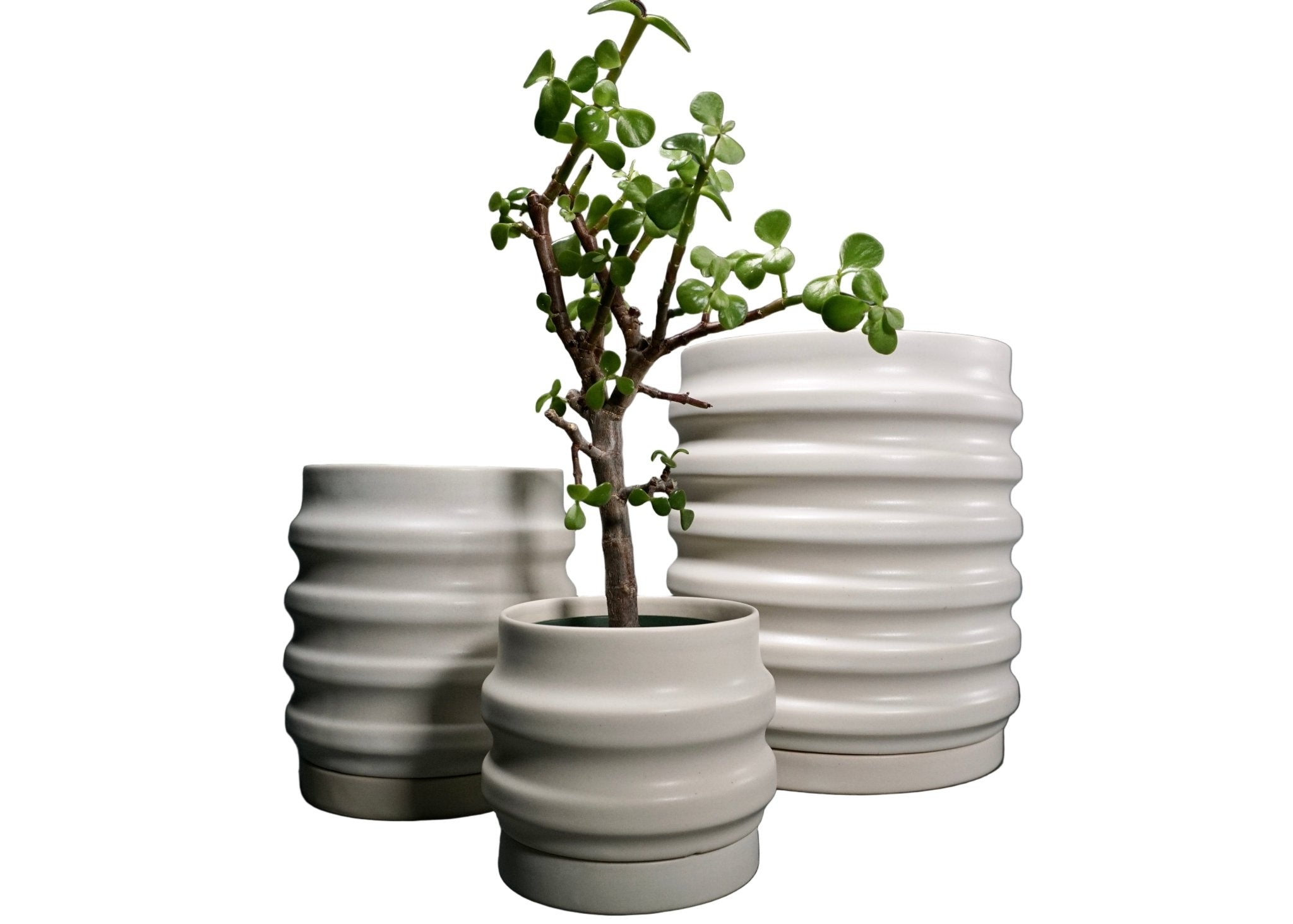 Primera Planters - Paranoid Ranch