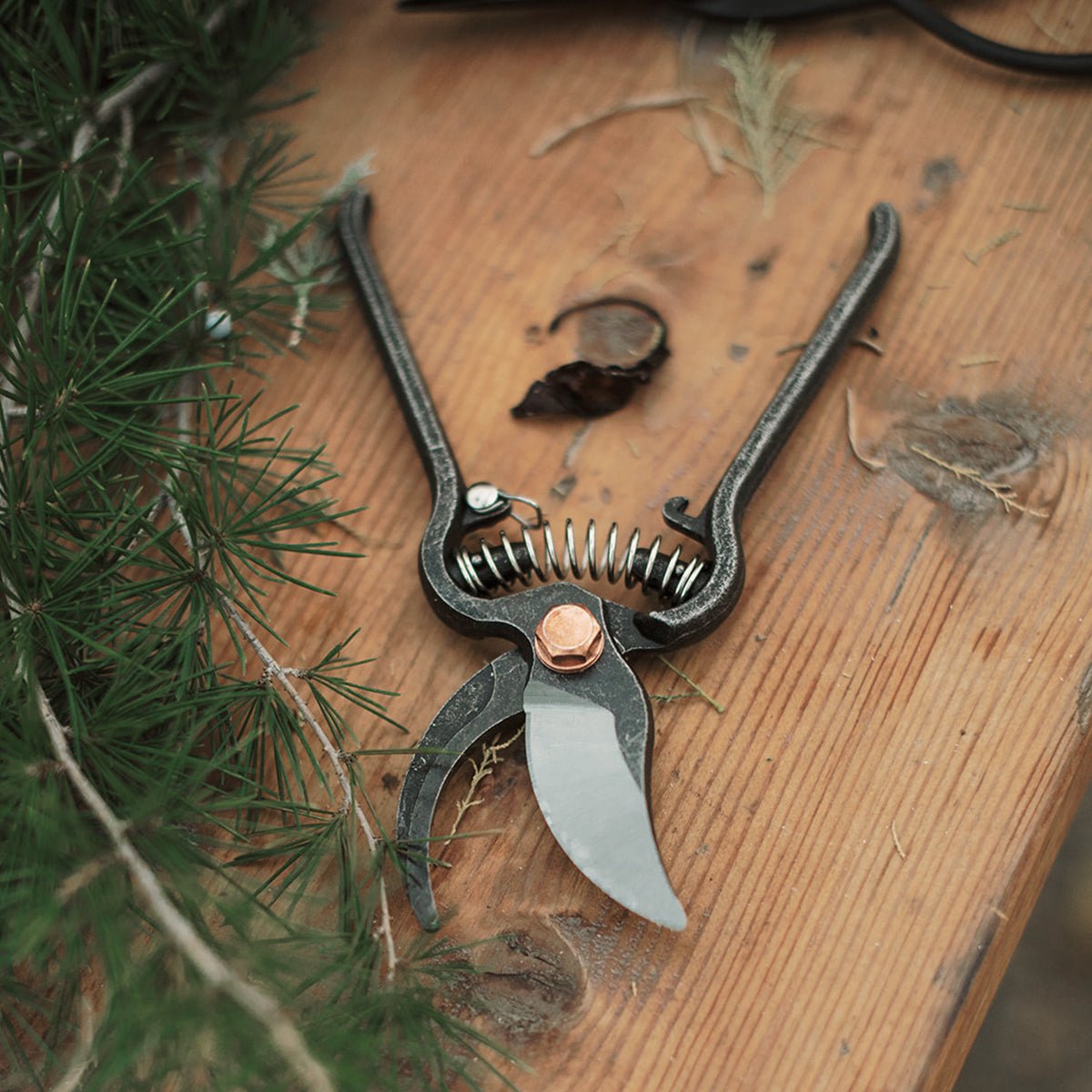 Pruner - Paranoid Ranch