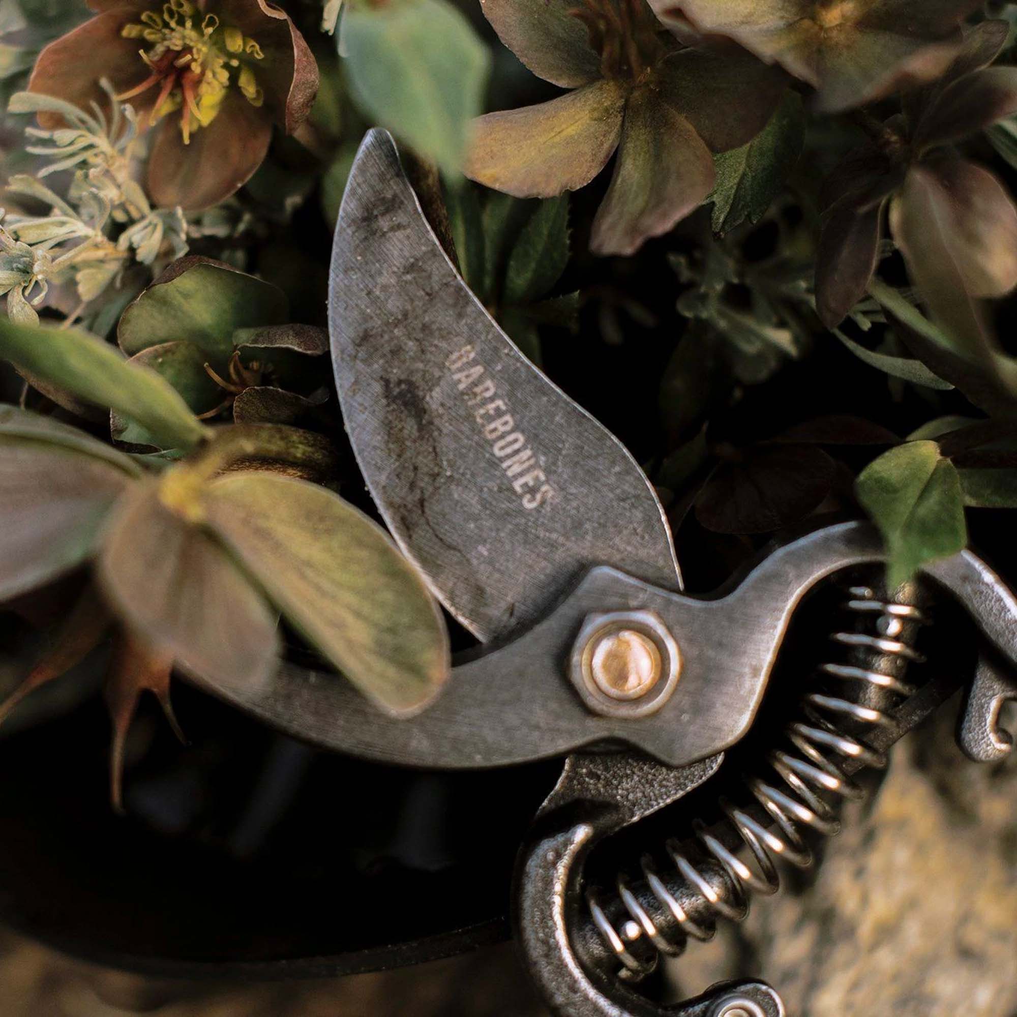 Pruner - Paranoid Ranch