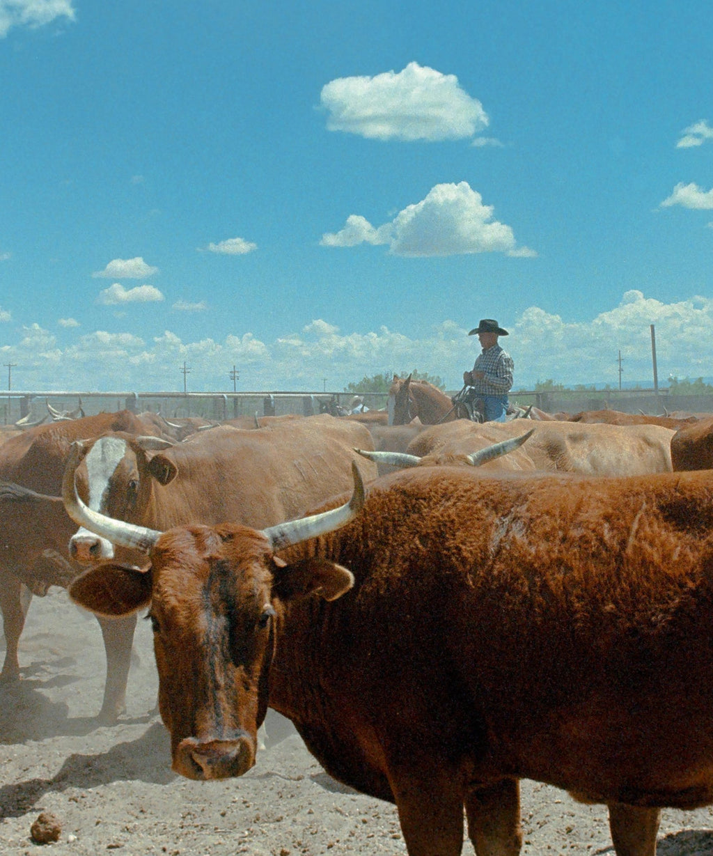 Ranch Days 5 by Taylor Hoover - Paranoid Ranch