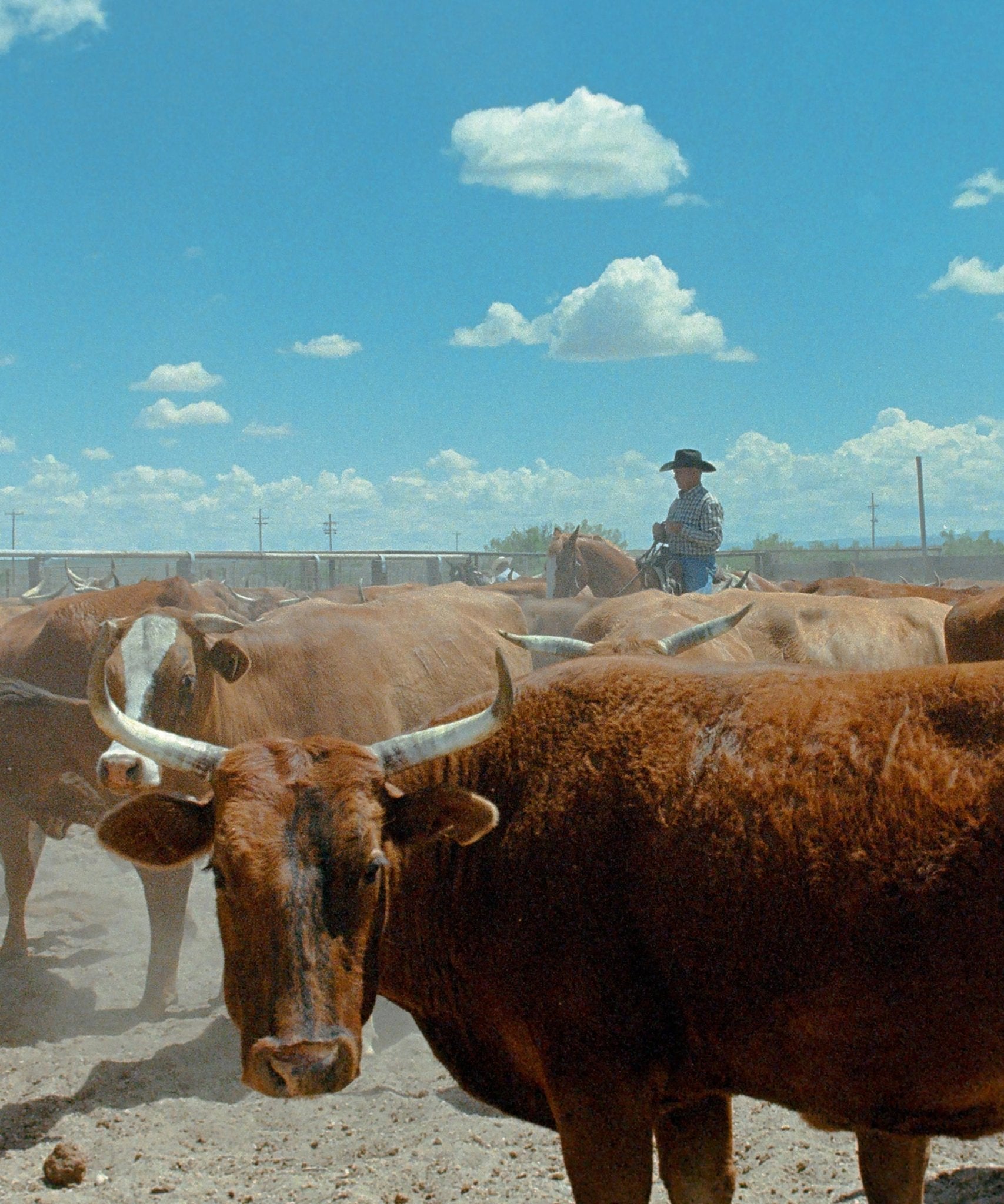 Ranch Days 5 by Taylor Hoover - Paranoid Ranch