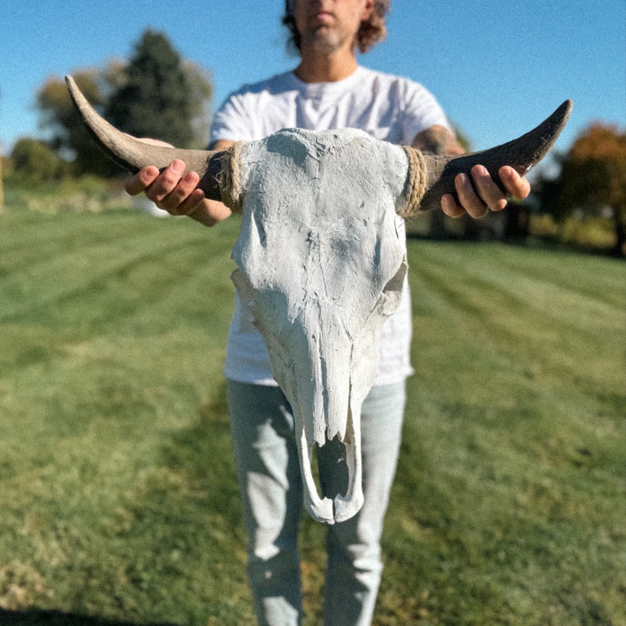 Real Cattle Steer Skull - Paranoid Ranch