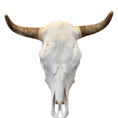Real Cattle Steer Skull - Paranoid Ranch
