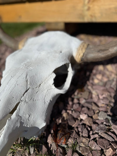 Real Cattle Steer Skull - Paranoid Ranch