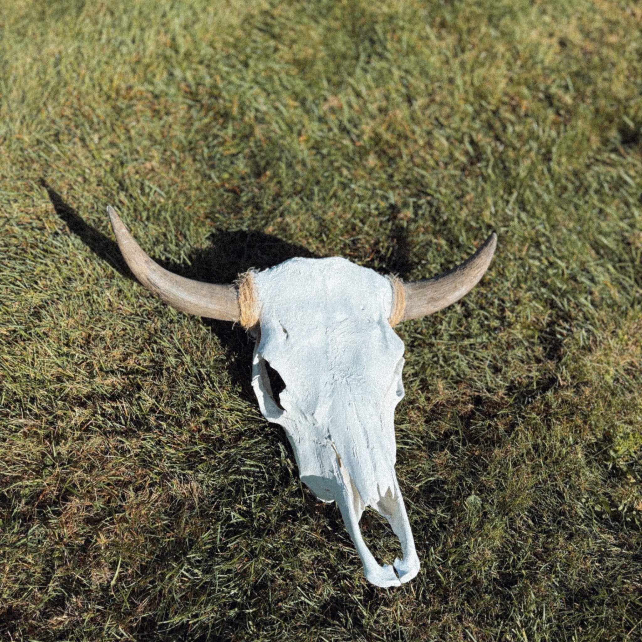 Real Cattle Steer Skull - Paranoid Ranch