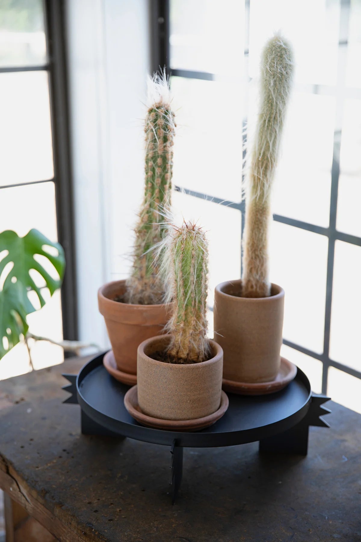 REED - Black | Plant Stand - Paranoid Ranch