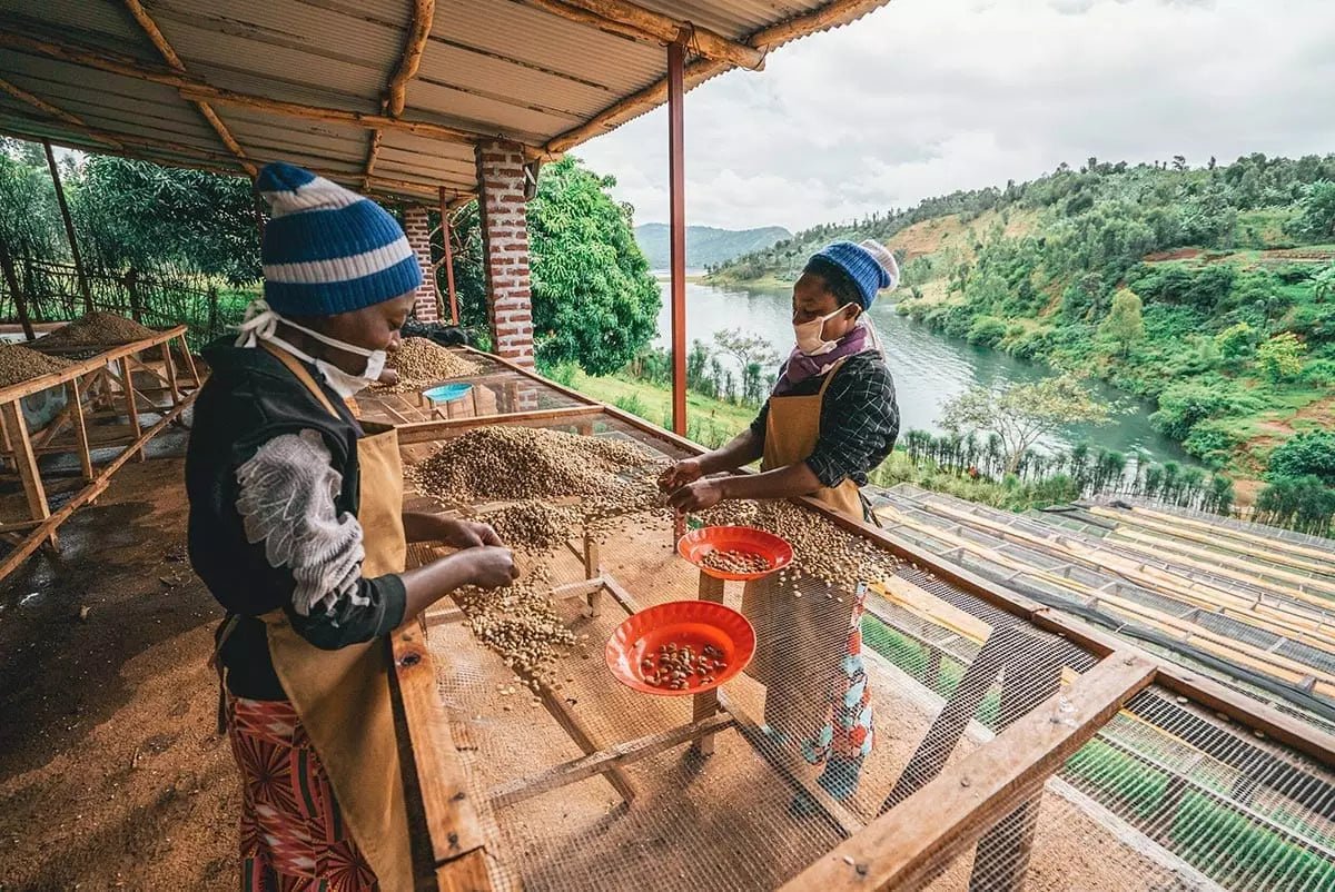 Rwanda | Nyamasheke - Paranoid Ranch