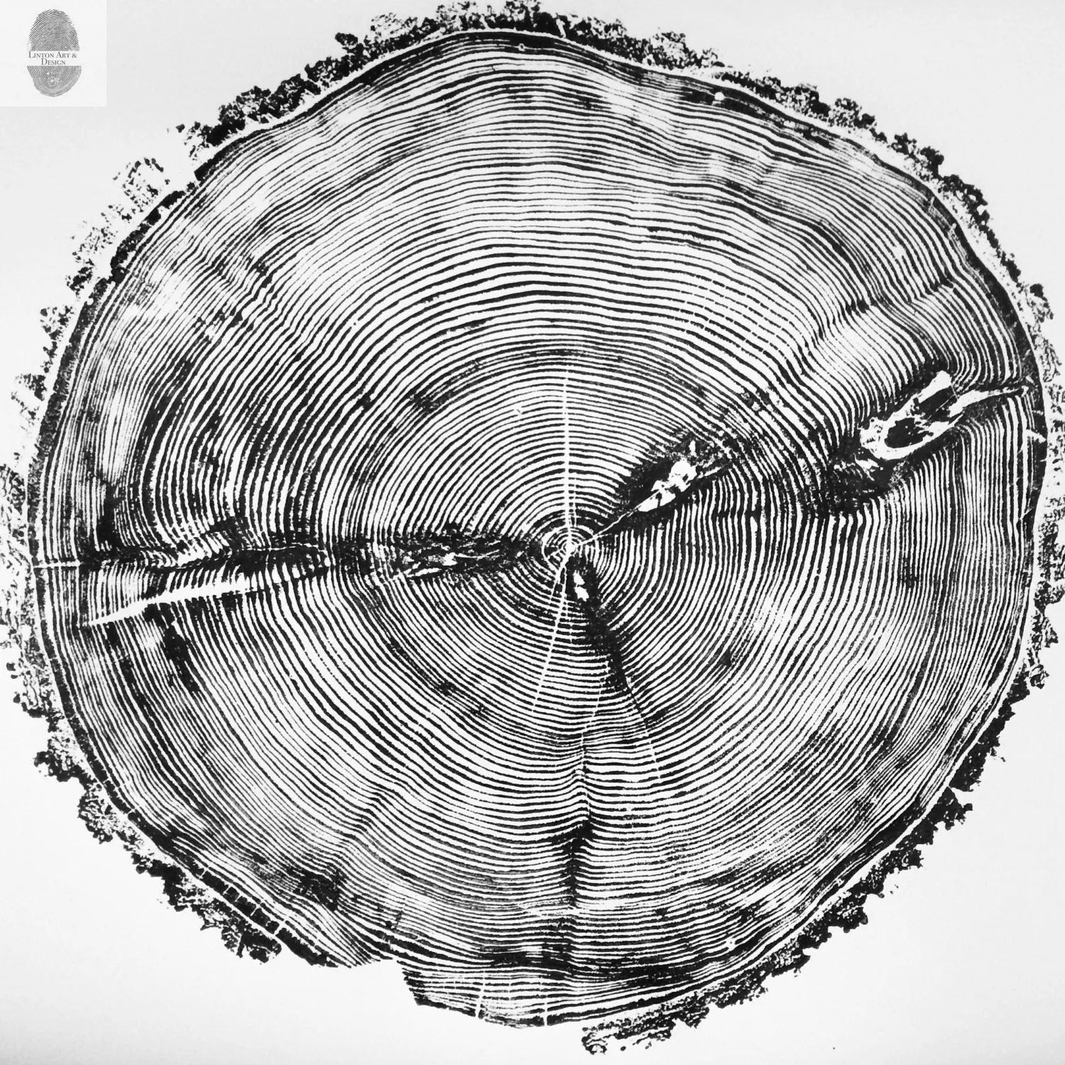 Sundance Canyon, Utah, White Pine - 36x36 Print - Paranoid Ranch