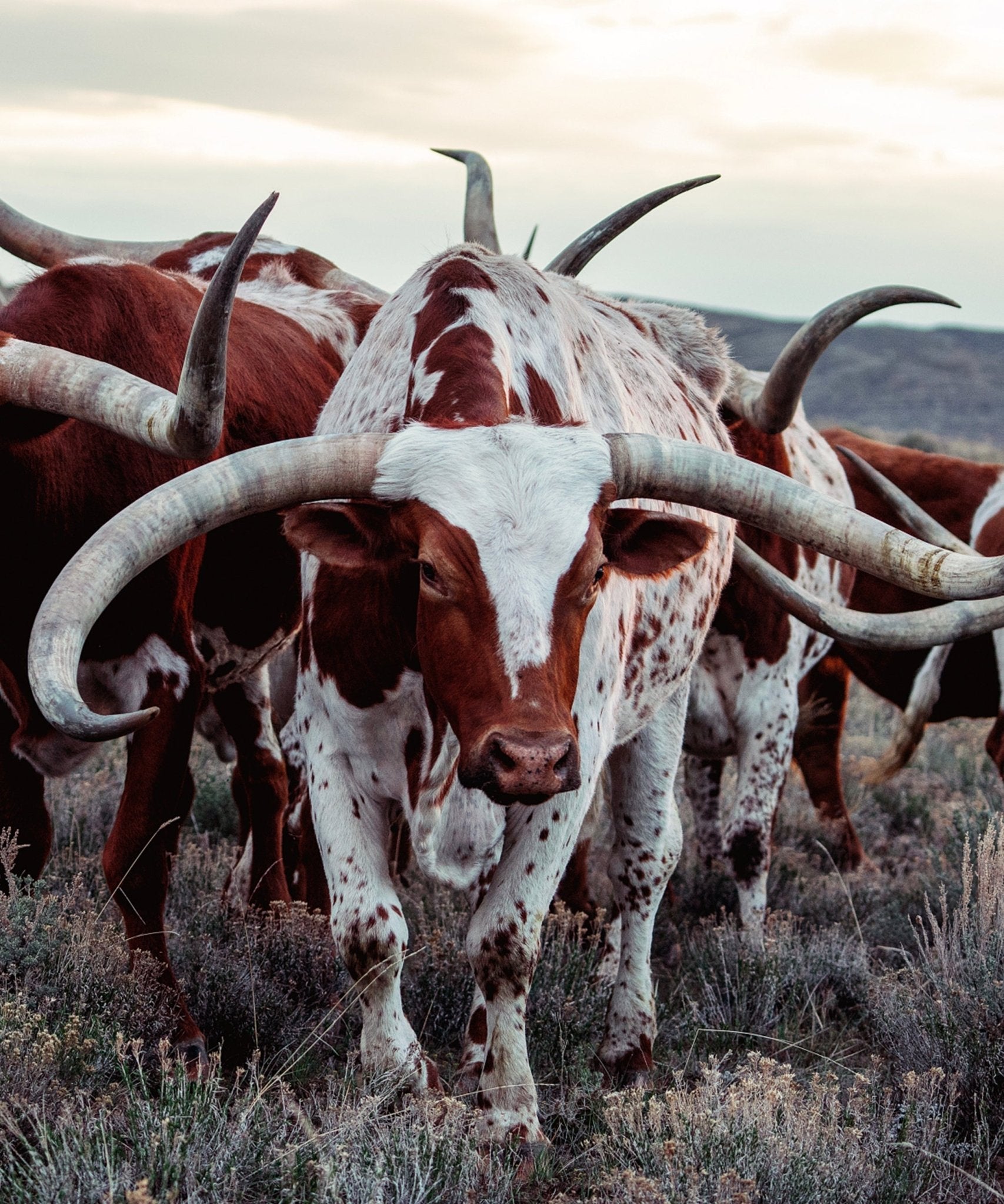 The Cowboy Collection 20 by Ben Christensen Print - Paranoid Ranch