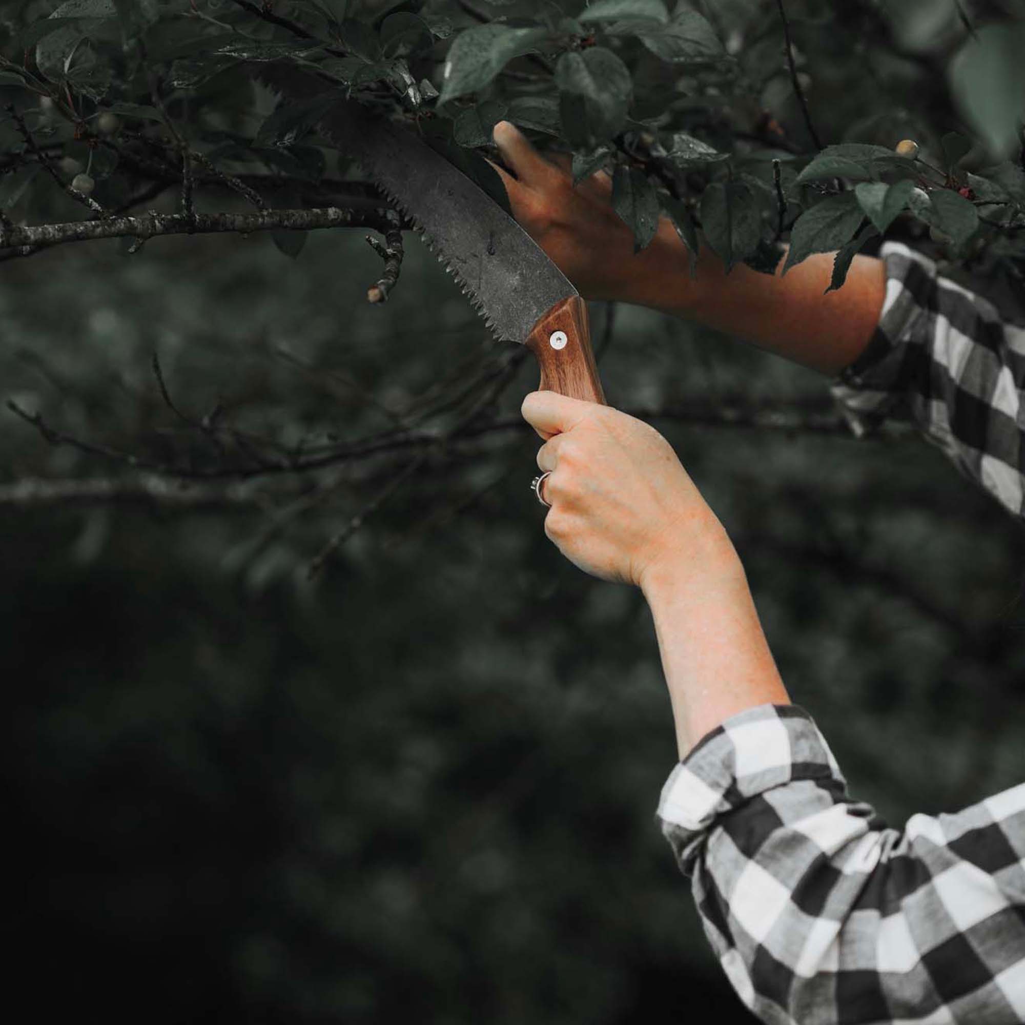 Timber Saw - Paranoid Ranch