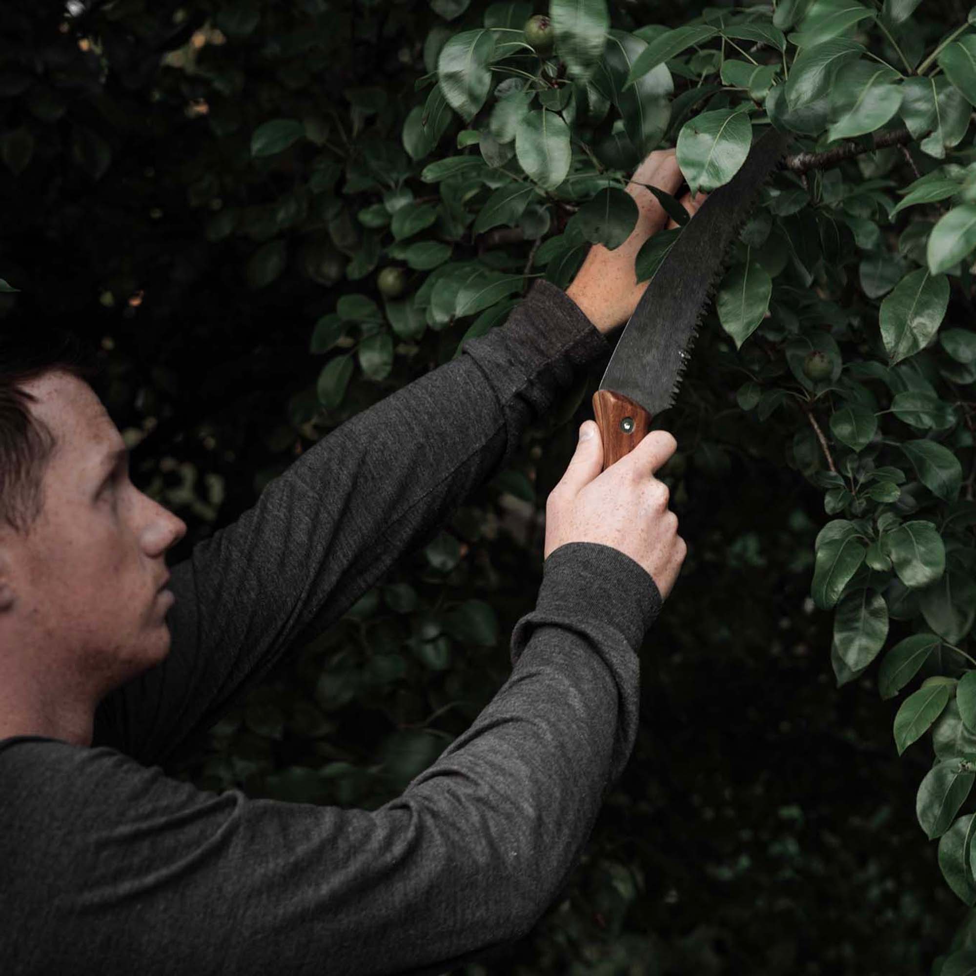 Timber Saw - Paranoid Ranch